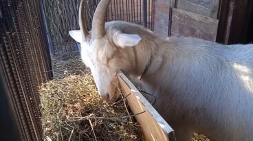 Козлятник и травяной рацион козы. Трава в тарелке и крыша над головой.