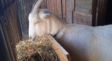 Козлятник и травяной рацион козы. Трава в тарелке и крыша над головой.