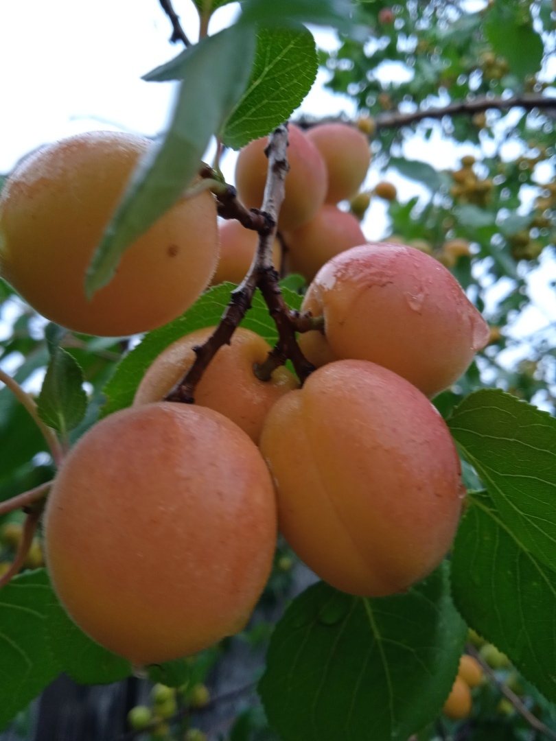 Солнечные спелые фрукты и ягоды: заряд позитива и энергии