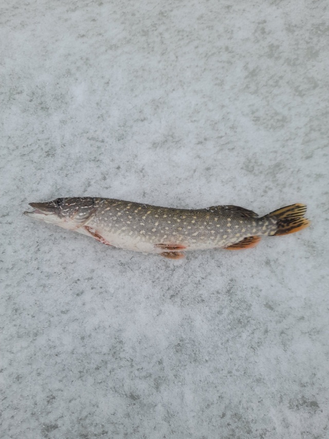 Первая зимняя рыбалка: удача на льду.И моя первая щучья игра.А как вы солите щучью икру?