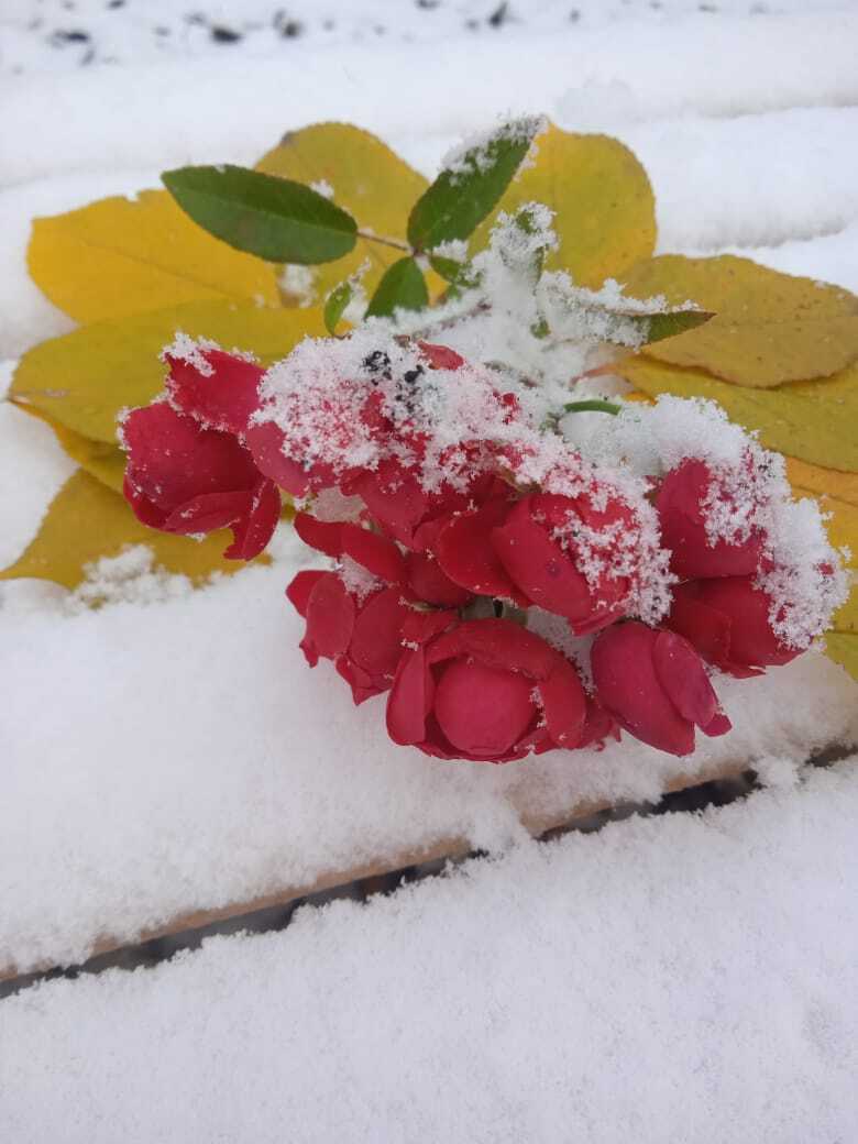 «Остановись, мгновенье!»- моя завершающая публикация за 2024 год на страницах журнала "Люблю цветы", один год на страницах журнала