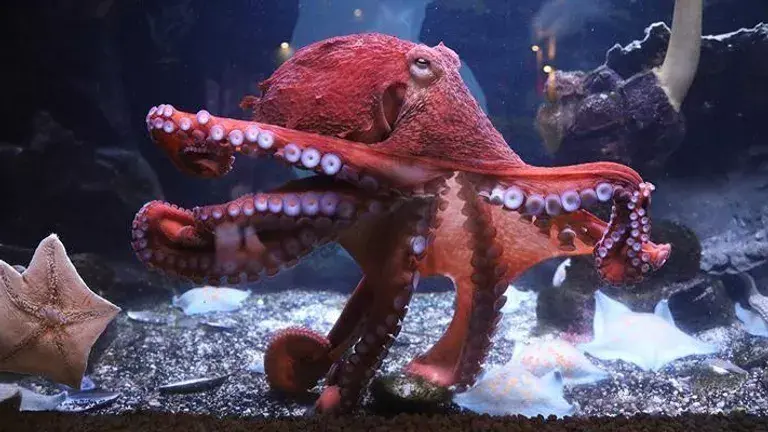 Осеннее пополнение в Московском зоопарке.