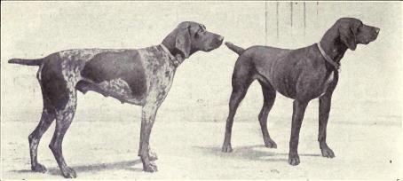 Можно ли завести собаку породы курцхаар, чтобы отпугивать да отгонять соседскую птицу: куры, утки, гуси, индюки, цесарки и так далее?