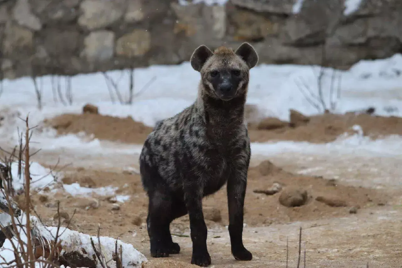 Осеннее пополнение в Московском зоопарке.