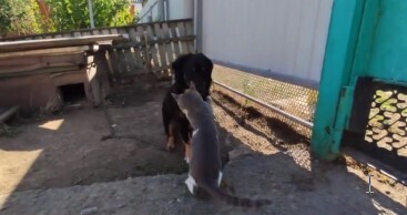 Дружба вне правил, почему кошка и собака дружат.