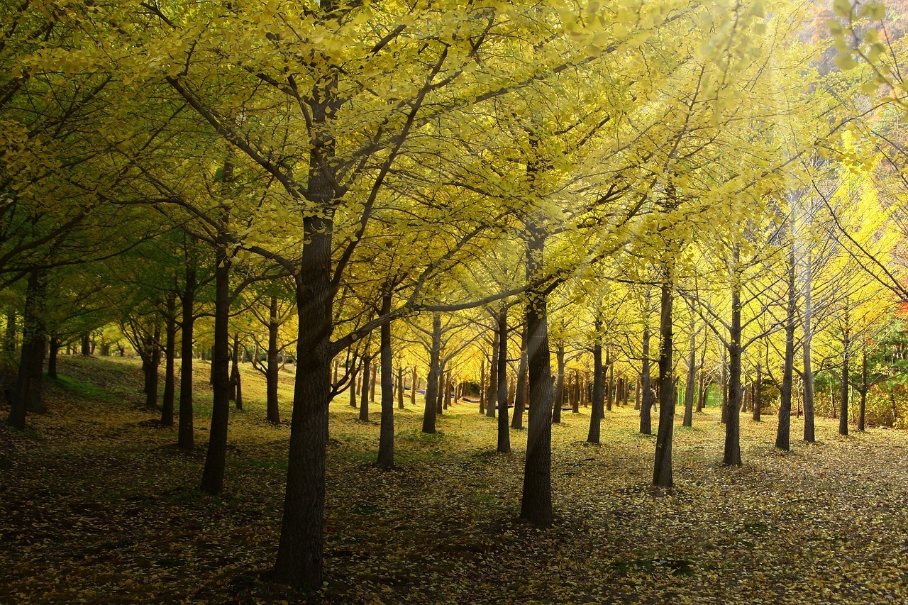 Создание уникального парка деревьев гинкго билоба: инвестиции в экологию и наследие.