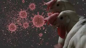 Франция сообщает о птичьем гриппе на двух фермах, теряя статус страны, свободной от этого заболевания