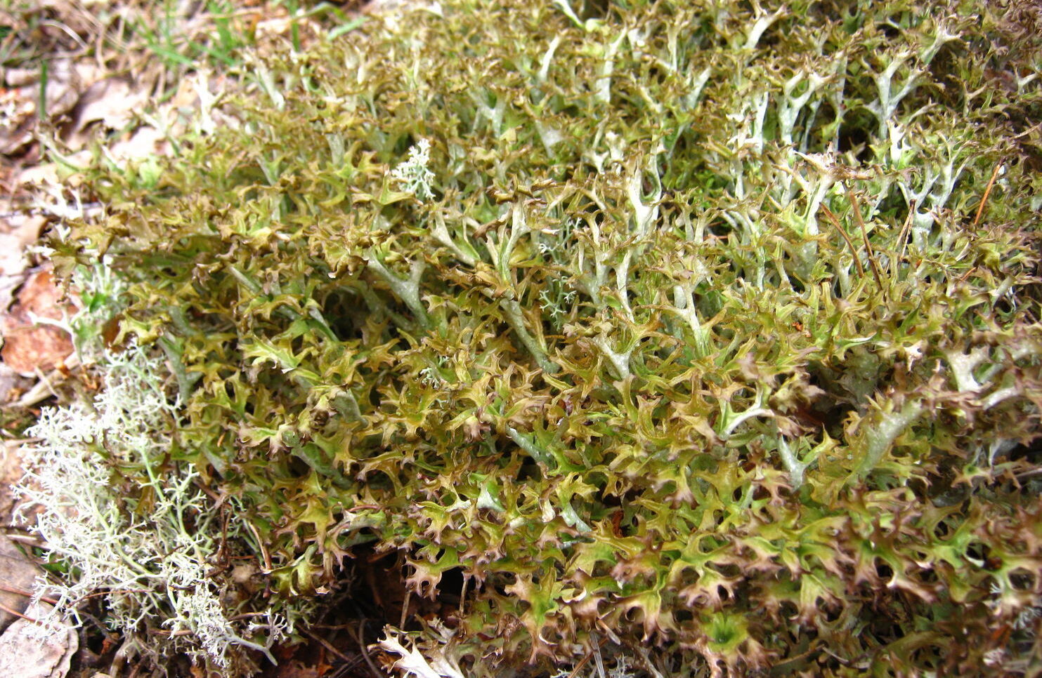 Исландский мох и его польза!!! Траволечение.