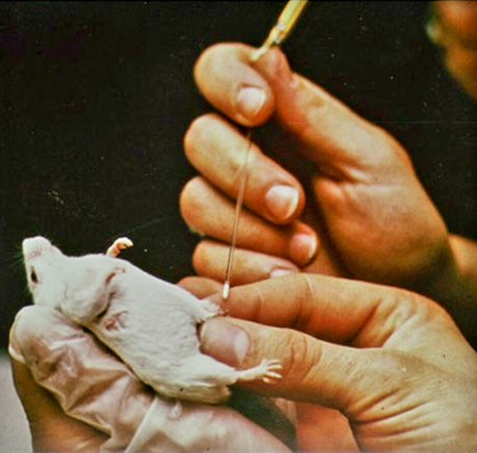 Мы сошли с ума? Два миллиона за литр мышиного молока!