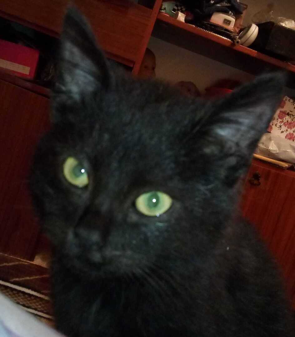 Вчера отравили мою кошечку Багирку и я реву всё время...