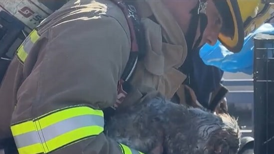 США. 579 животных погибли от отравления дымом при пожаре в зоомагазине в Далласе