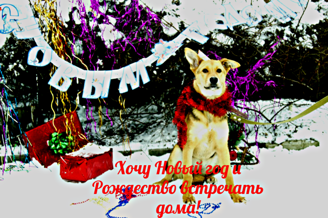 Чудо под Новый год: сердцу стать добрее не сложно