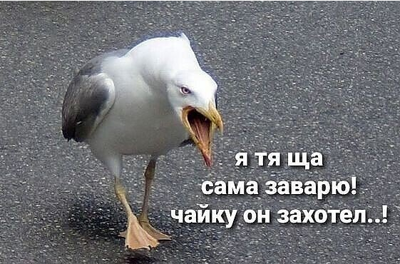 Юмор в картинках