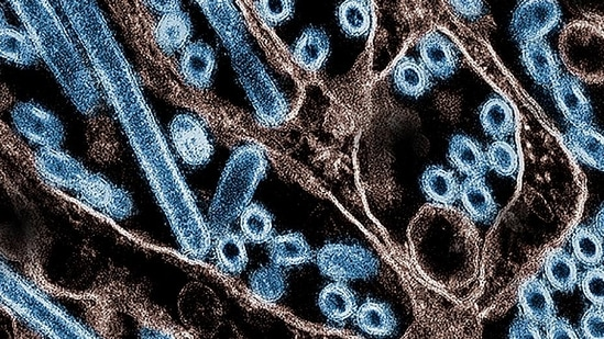 Первая смерть от птичьего гриппа в США зафиксирована в Луизиане. 65-летний мужчина контактировал с больными птицами