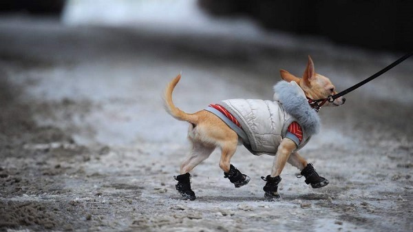 Нужна ли одежда питомцам?