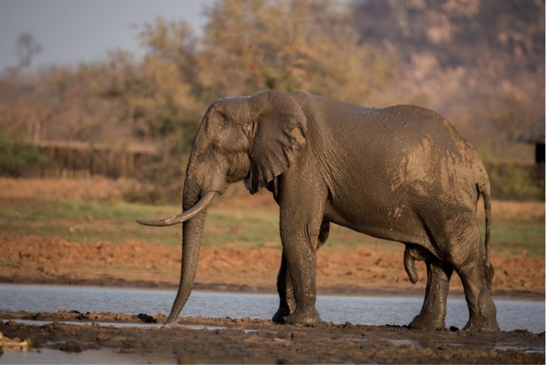 Затоптал насмерть. Туристка погибла, пытаясь искупать слона в Тайланде