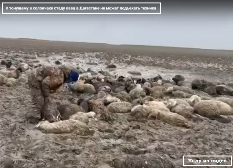 ЧП в Дагестане: погибло более 250 овец, застрявших в грязи