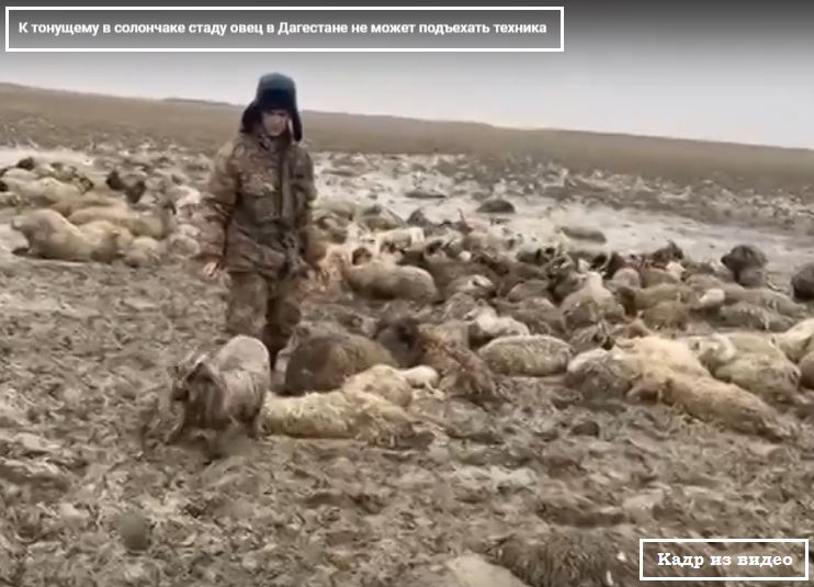 ЧП в Дагестане: погибло более 250 овец, застрявших в грязи