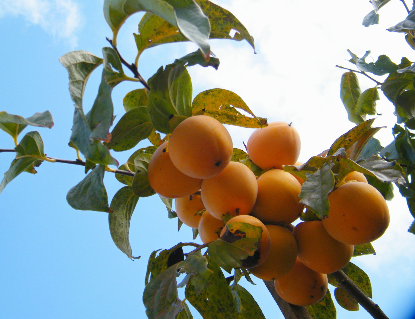 Просто не началась зима...