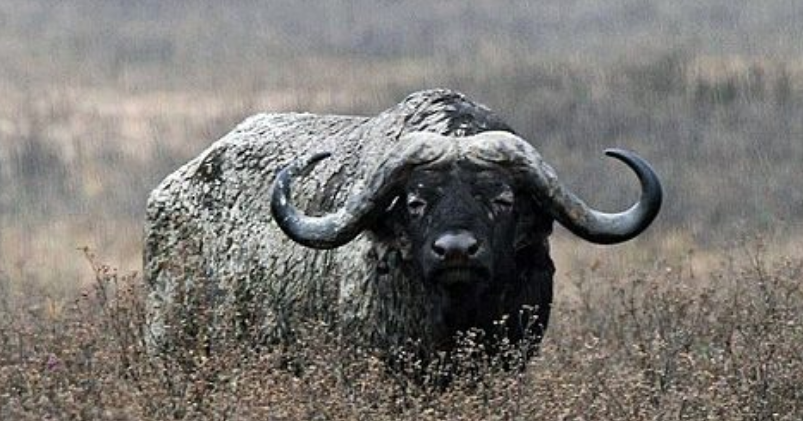 5 самых опасных животных в мире