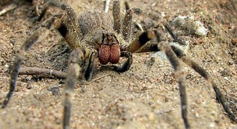 5 самых опасных животных в мире