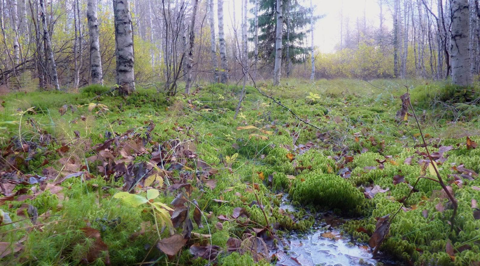 Почему мелеют и исчезают реки???