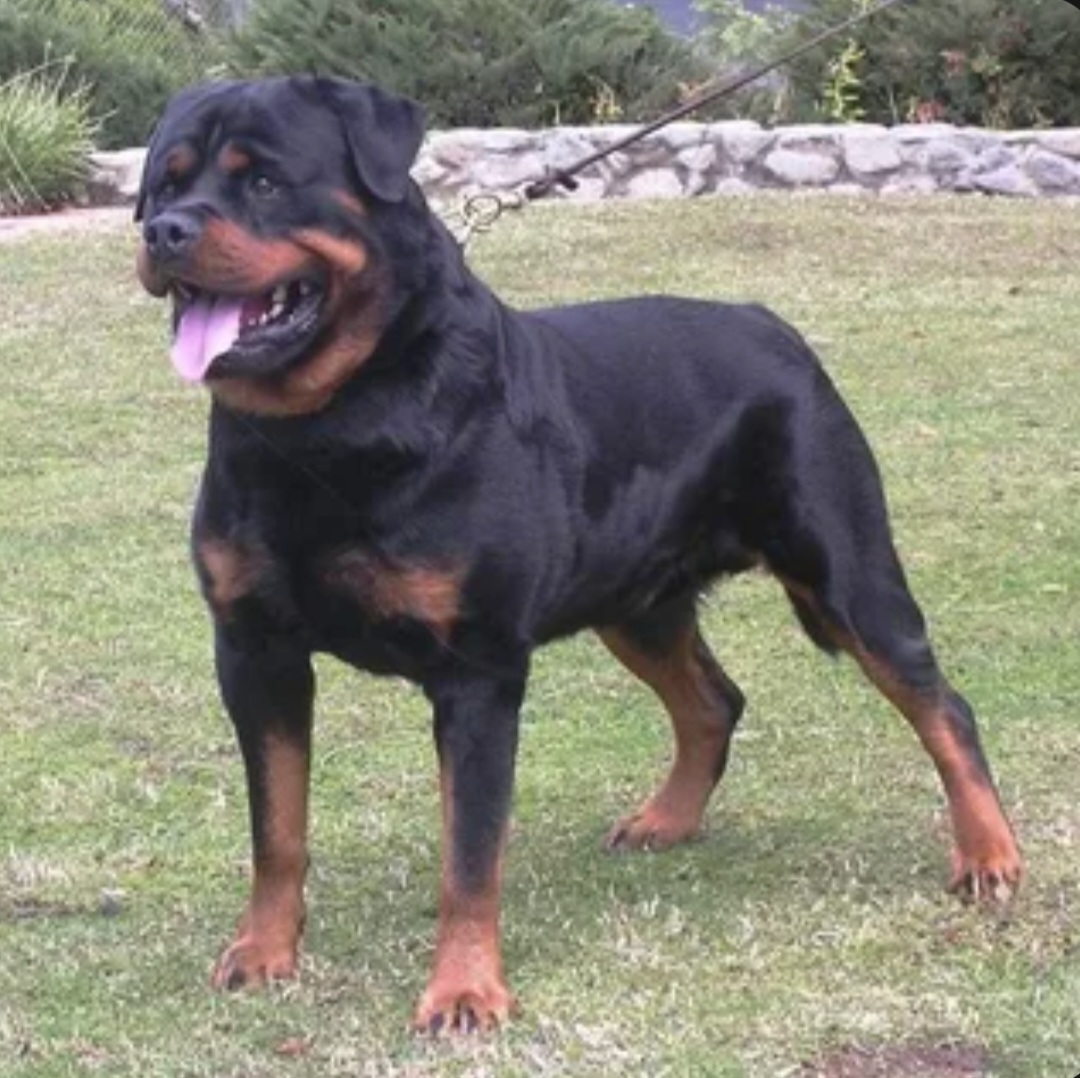 Топ-10 самых смышленых пород собак. Обучение и общение