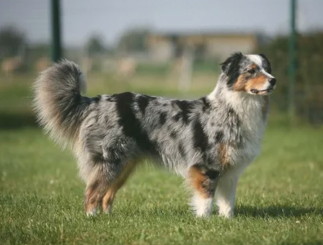 Топ-10 самых смышленых пород собак. Обучение и общение