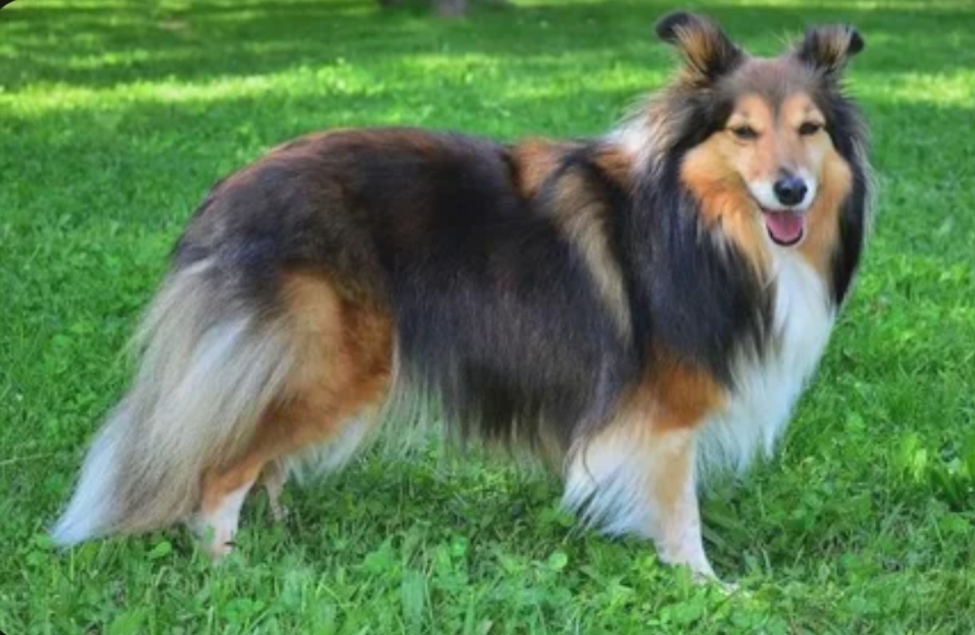 Топ-10 самых смышленых пород собак. Обучение и общение