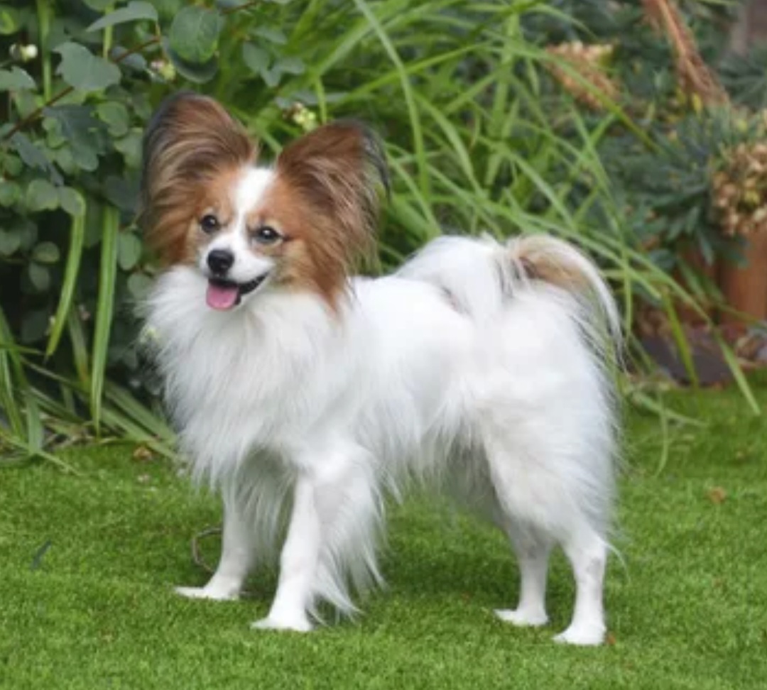 Топ-10 самых смышленых пород собак. Обучение и общение