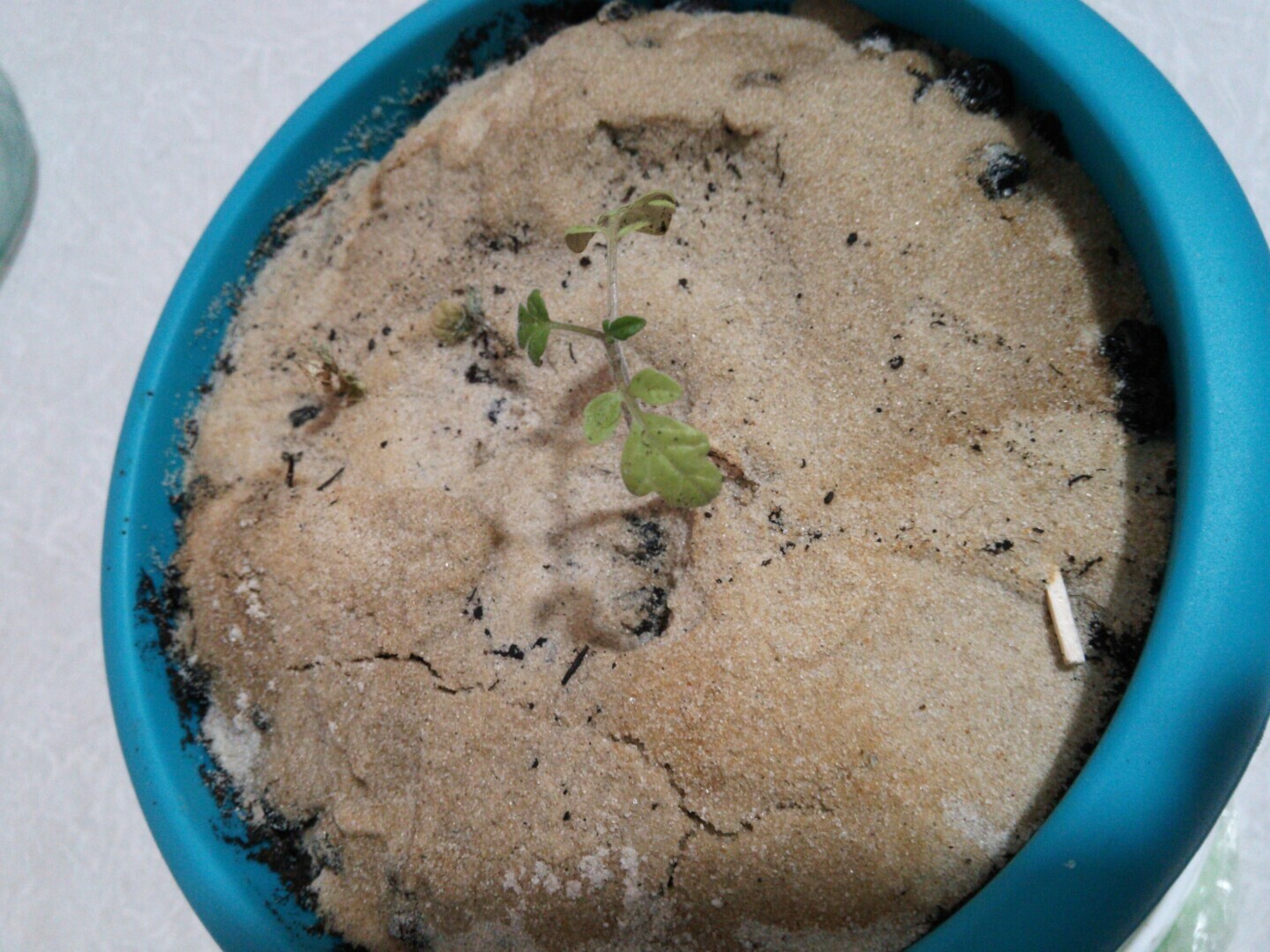 Пересадил рассаду с помидорами в чуть больший горшок, прямо в торфяных ящичках и все такое. Вырастет ли дальше? Нет уже.