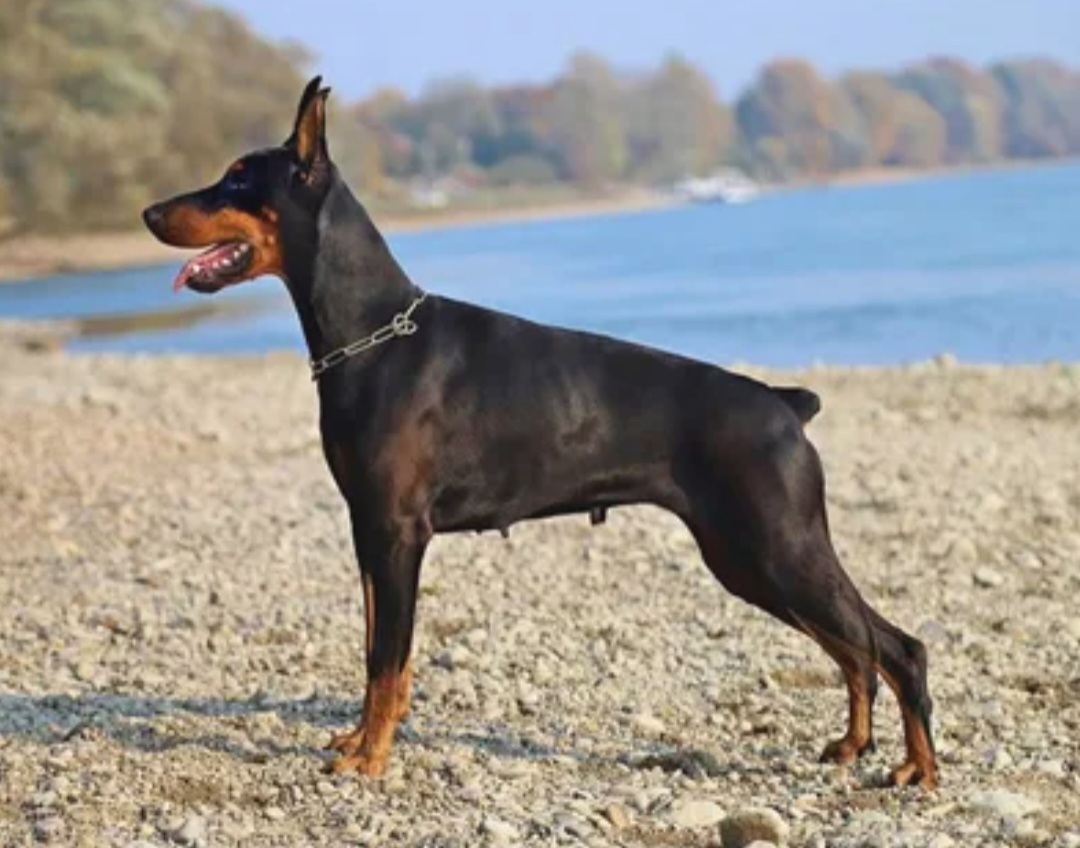 Топ-10 самых смышленых пород собак. Обучение и общение