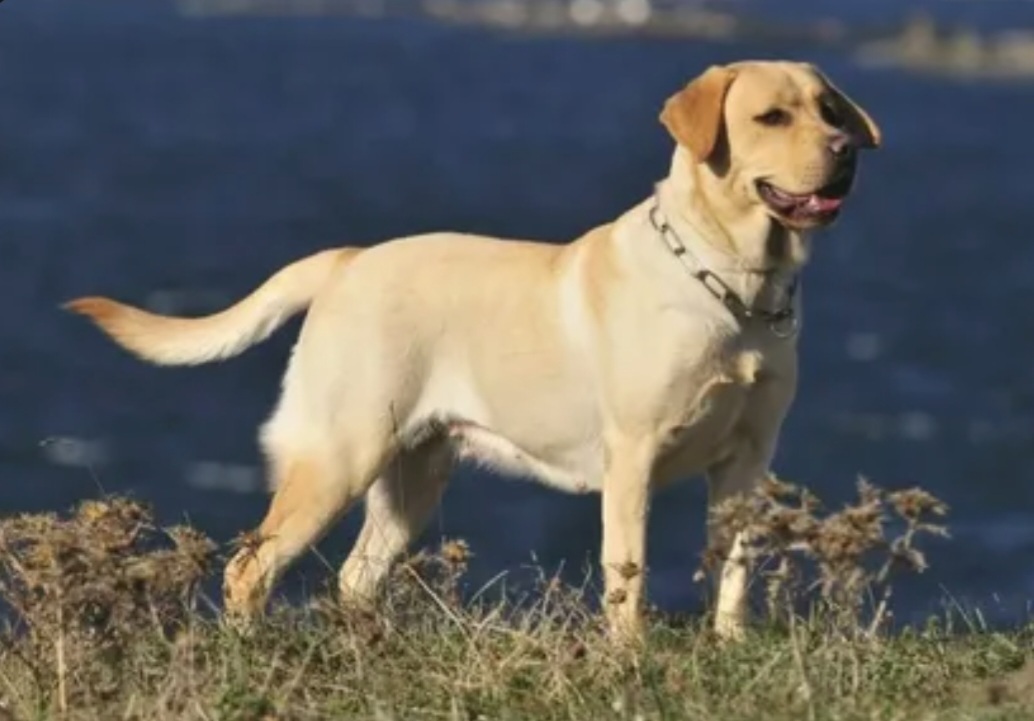 Топ-10 самых смышленых пород собак. Обучение и общение