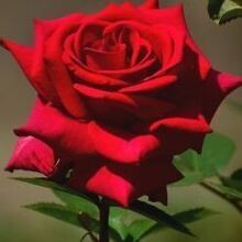 Лариса, г. Уфа