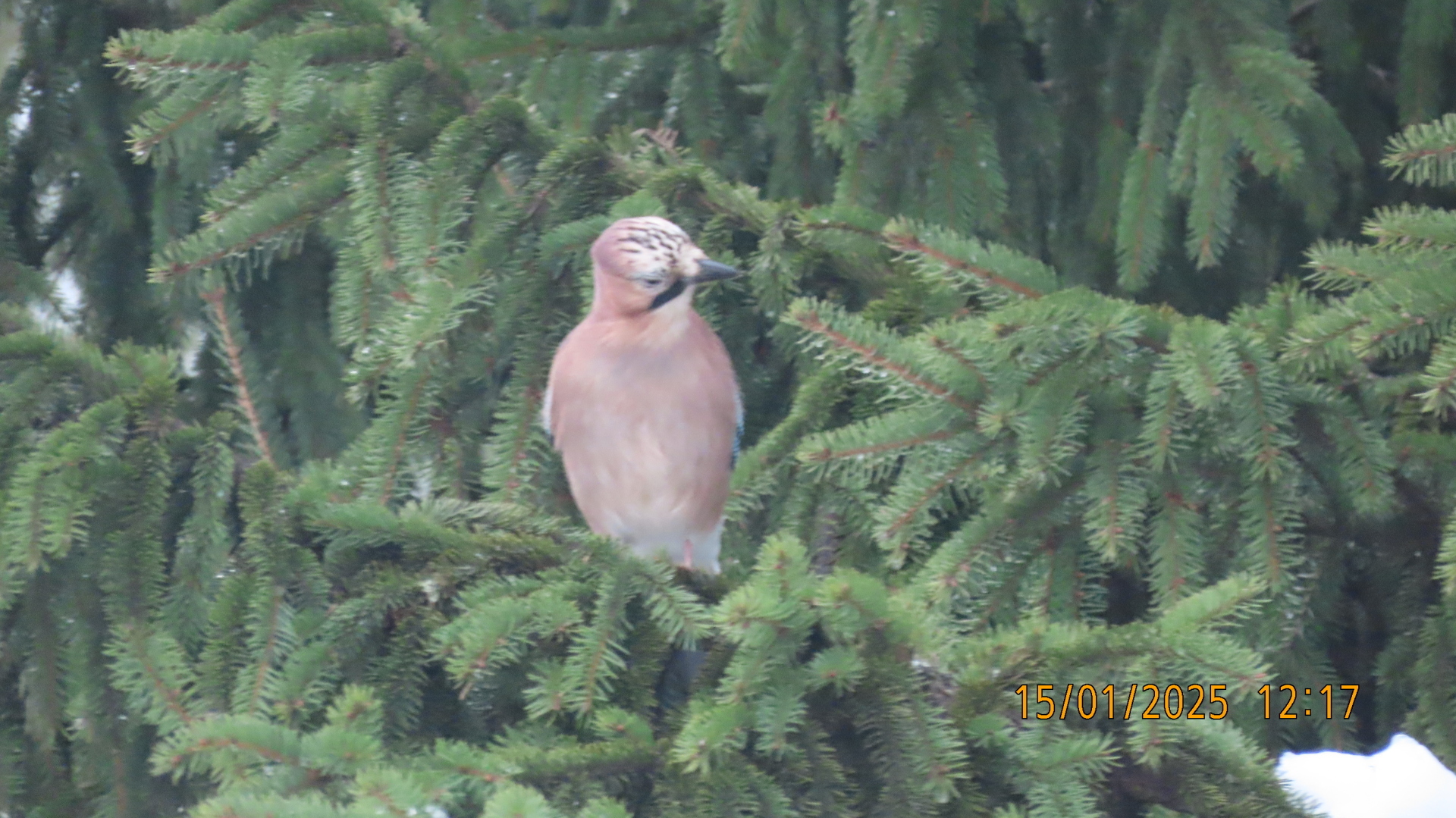Анонс-Предисловие. /Книжки с полки/ Грегори Макдональд /Эдуард Борнхёз