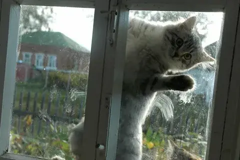 Почему кошки любят смотреть в окно