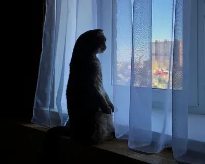 Почему кошки любят смотреть в окно