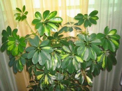 Как размножить шефлеру в домашних условиях