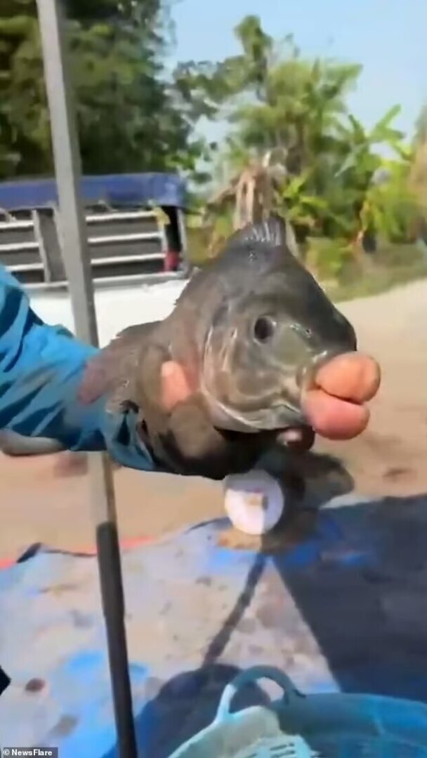 Чудо-юдо, рыба губы