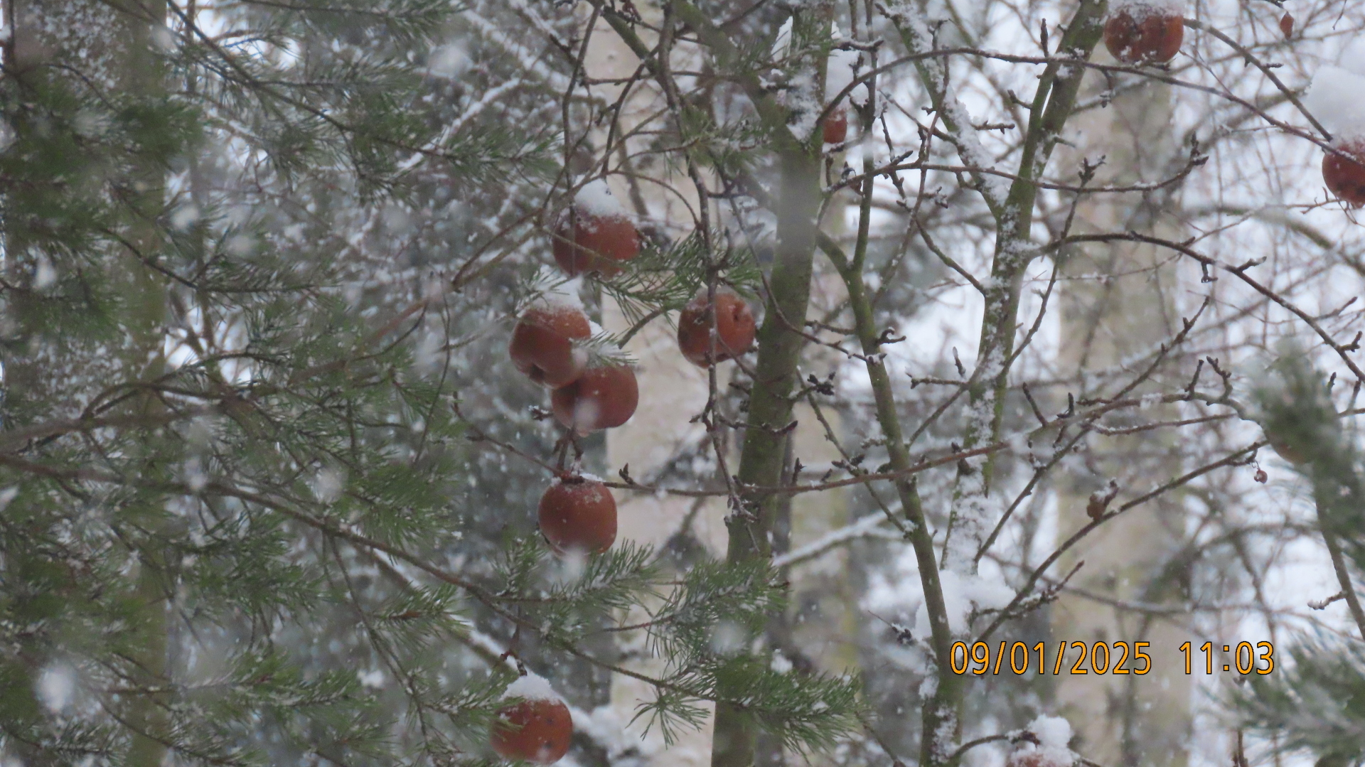 Крещение /Вне конкурсов/