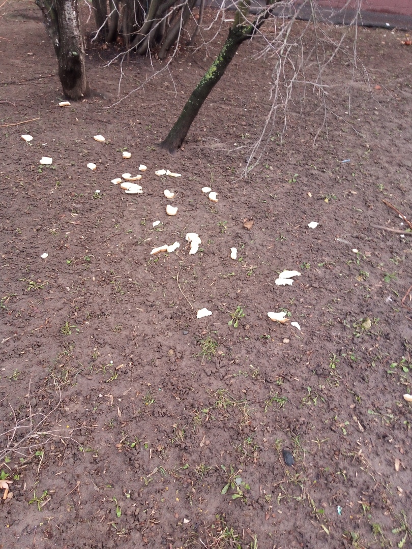 Богачам кусок в горло не лезет. Поэтому они разбрасывают куски на улице