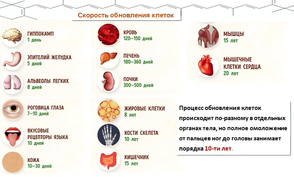 За сколько лет клетки нашего организма полностью обновляются? Скорость обновления клеток.