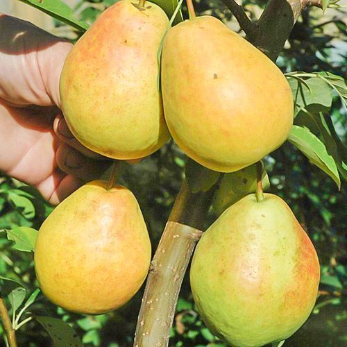 Готовь планы посадки зимой, а саженцы высаживай весной! Часть первая: Груши.