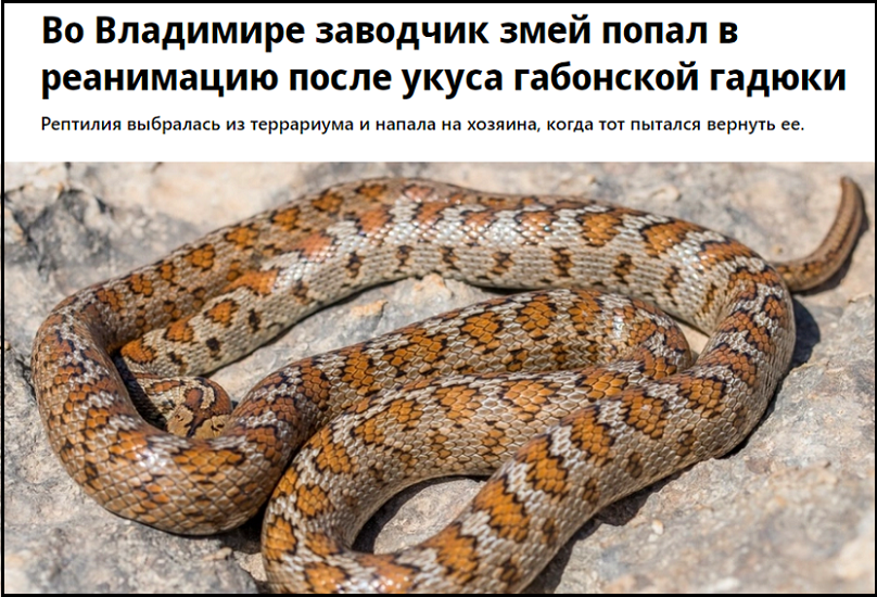 Экзотическое хобби или жизнь: заводчик змей едва не погиб от укуса ядовитого питомца