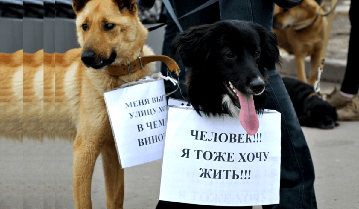 Лучший друг или ненужная вещь