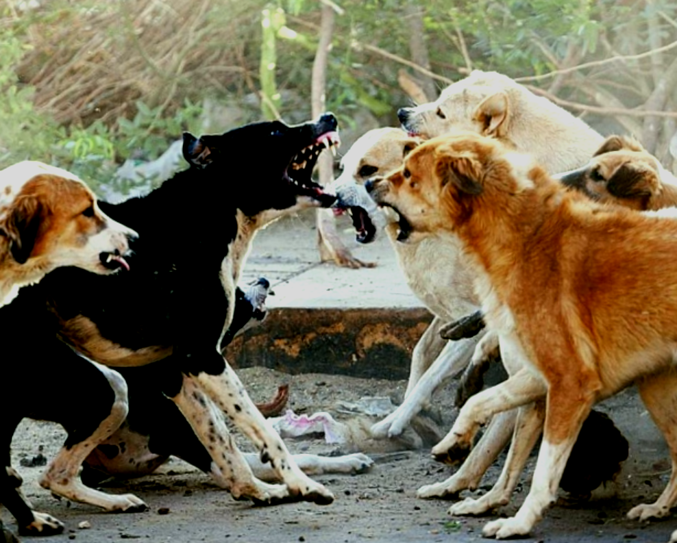 Как спастись от “бандитов” на 4-х лапах