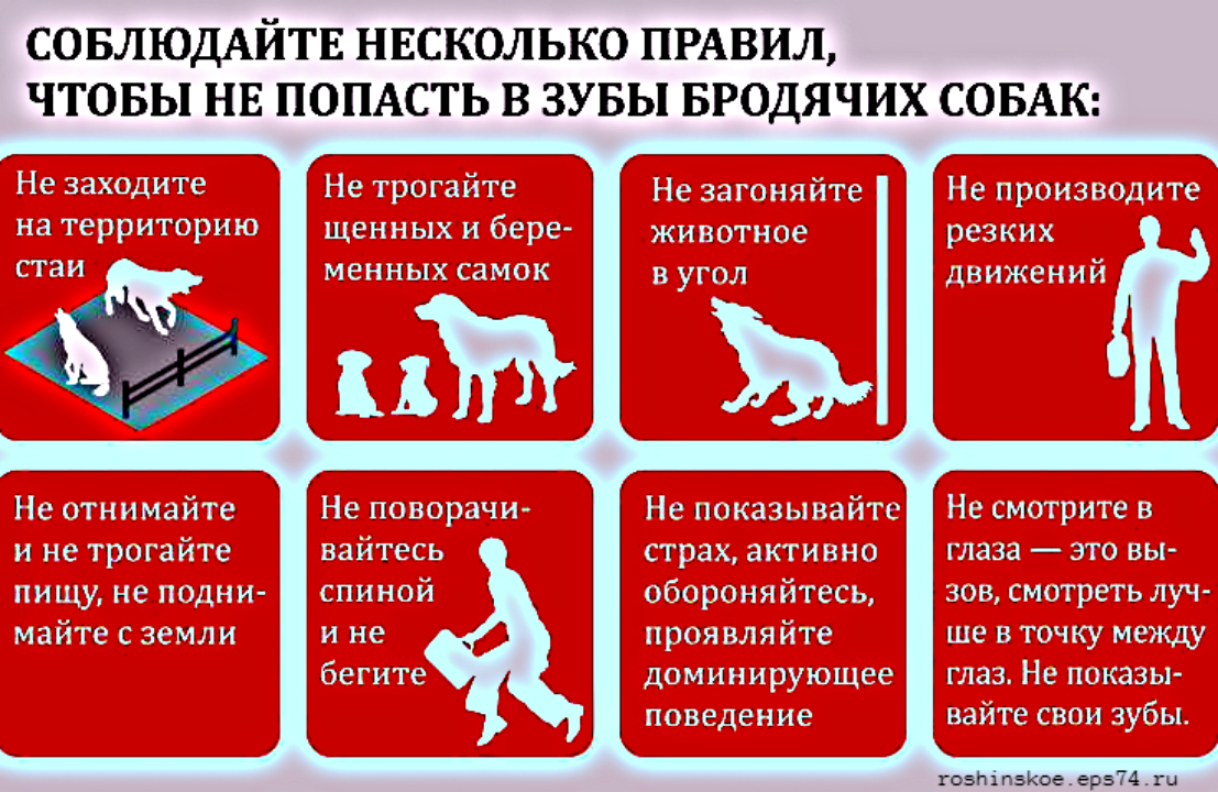 Как спастись от “бандитов” на 4-х лапах