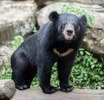 Неужели выспались? Медведи в Московском зоопарке на два месяца раньше вышли из спячки