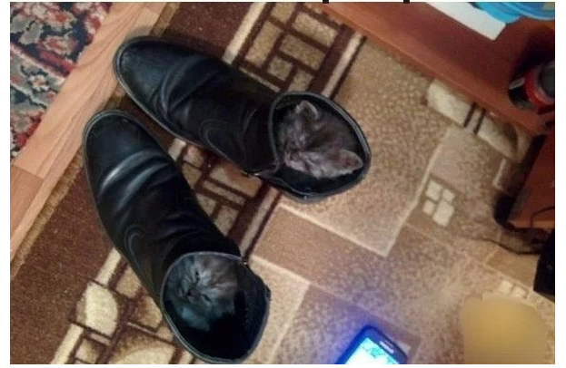 Юмор в картинках. Животные