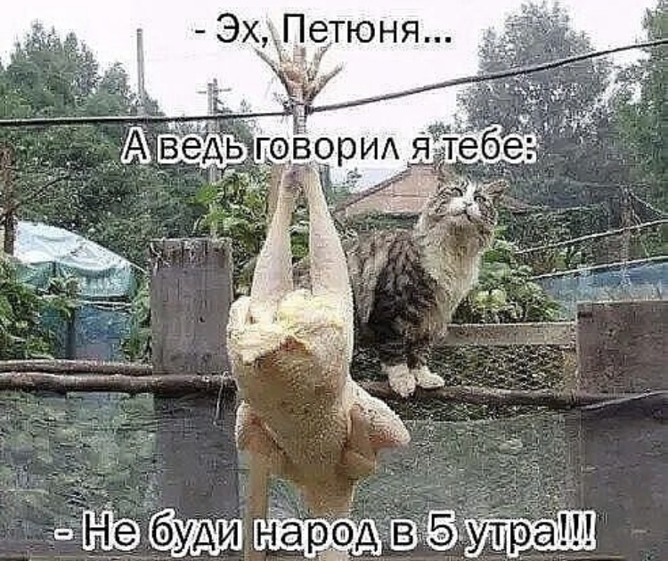 Юмор в картинках. Животные